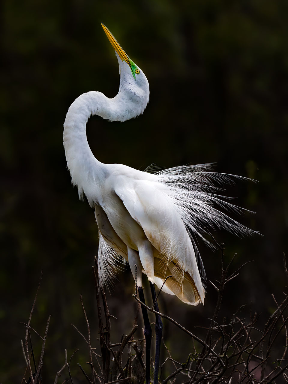 Statuesque Great Egret by Mark Doing