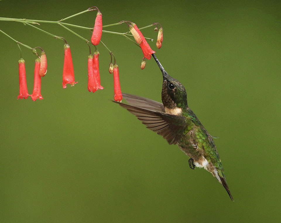 In Flight Snack by Dan Lotan