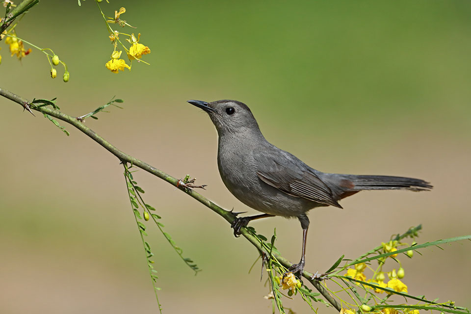 Catbird in Retama by Anthony Louviere