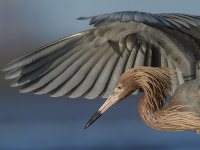 Reddish Egret Fishing by Stan Bravenec