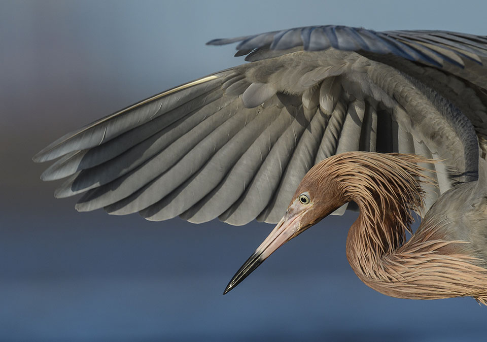 Reddish Egret Fishing by Stan Bravenec