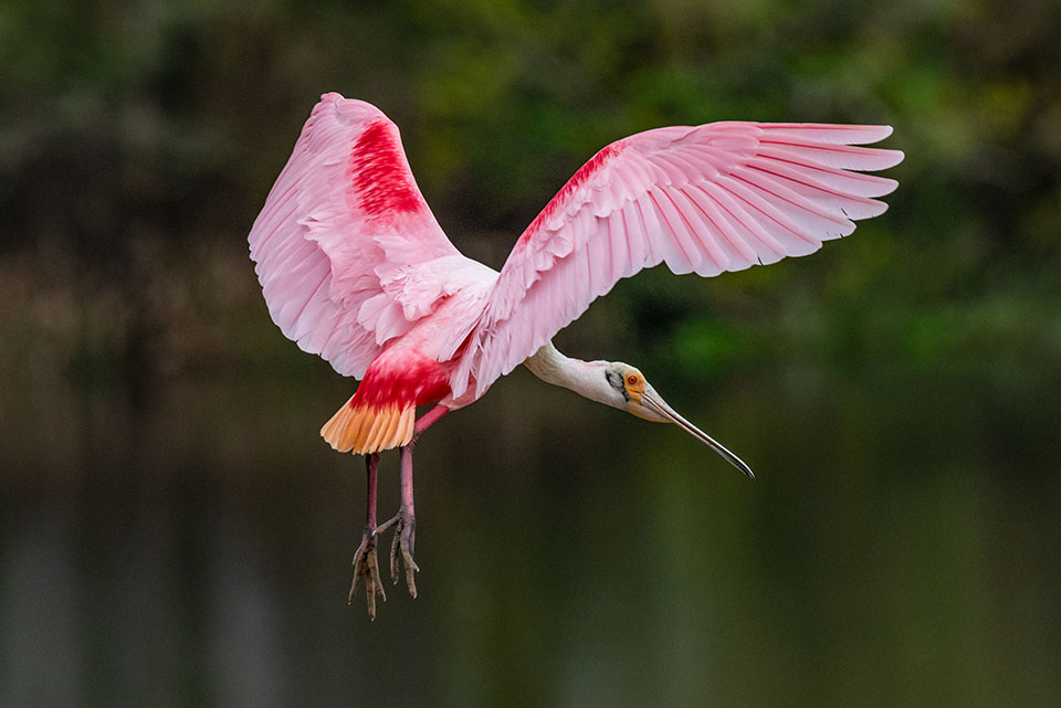 Roseate Spoonbill by Stan Bravenec