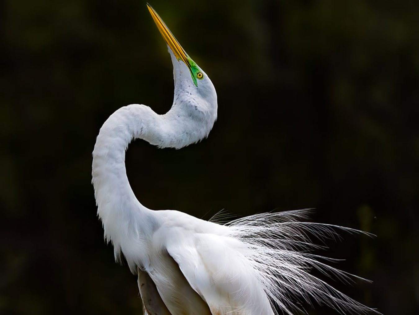 Great Egret by Mark Doing