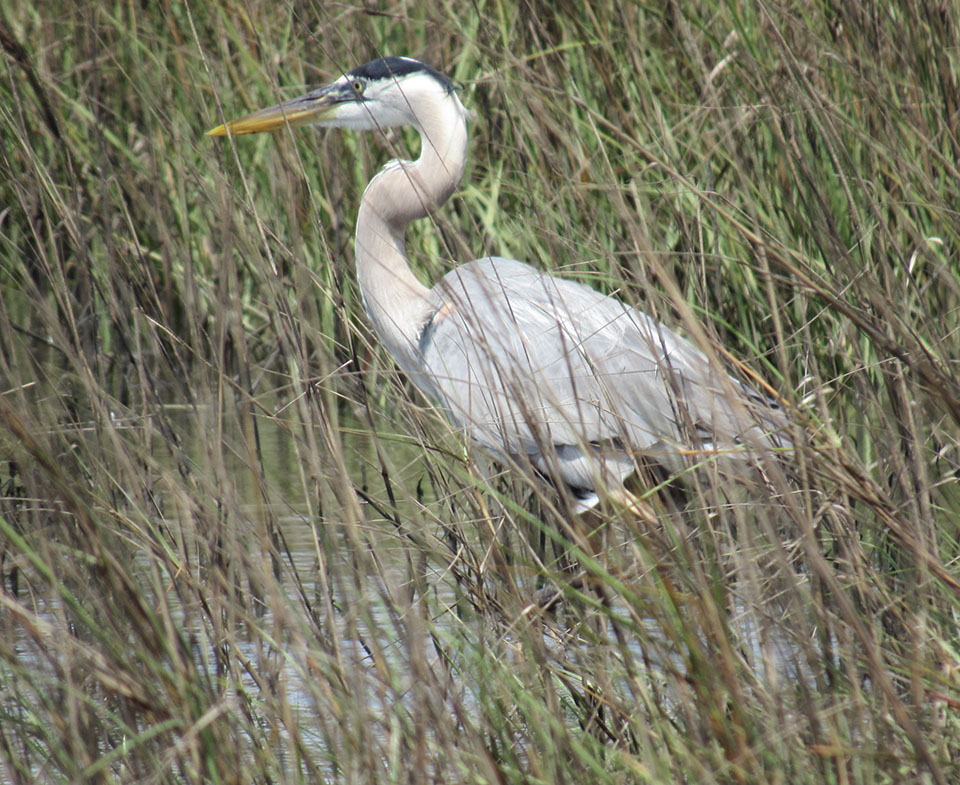 Great Blue Heron by Steve Alexander