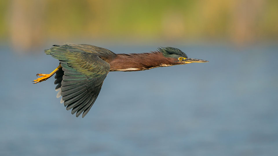 Green Heron by Gary Seloff