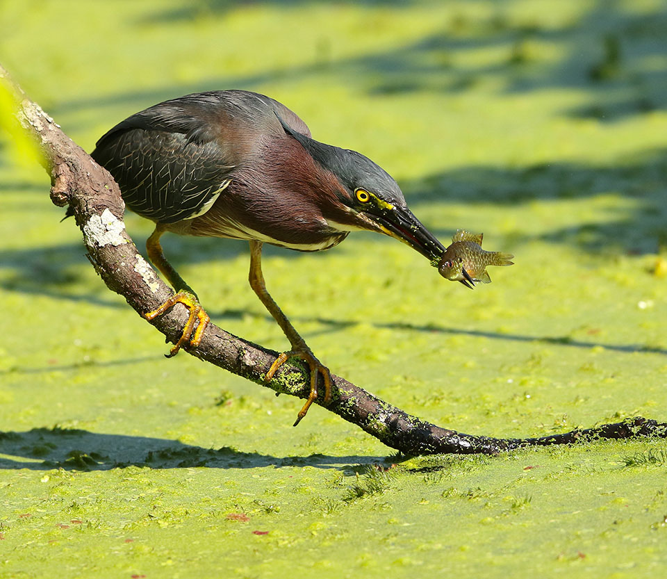 Green Heron by Dan Lotan