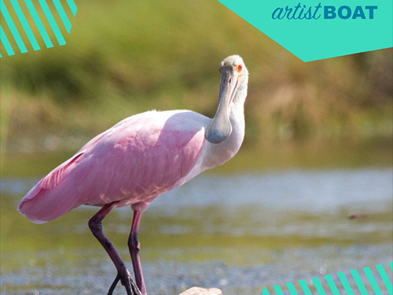 Roseate Spoonbill Graphic for Be One In A Million
