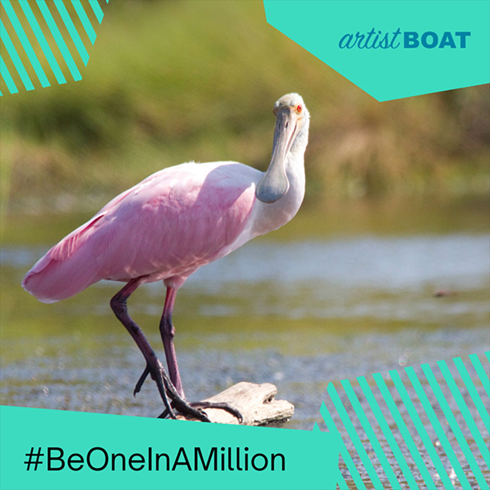 Roseate Spoonbill Graphic for Be One In A Million