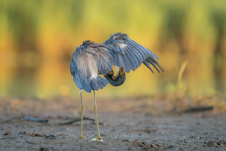 Tricolored Heron by Gary Seloff