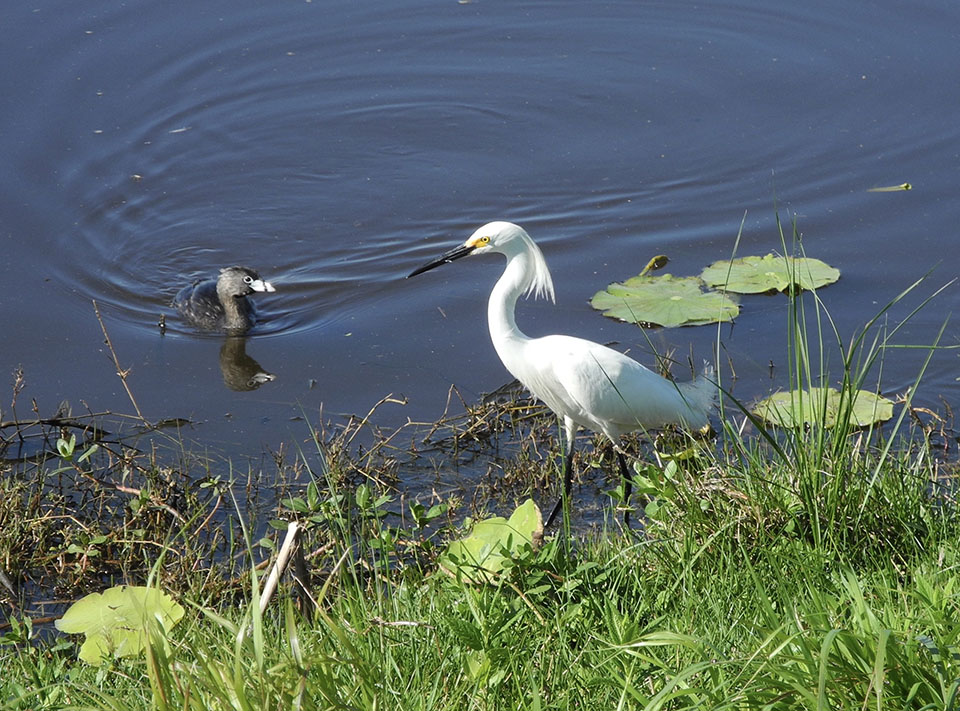 Snowy Egret and Pied-Billed Grebe