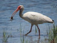 White Ibis by Steve Alexander 800