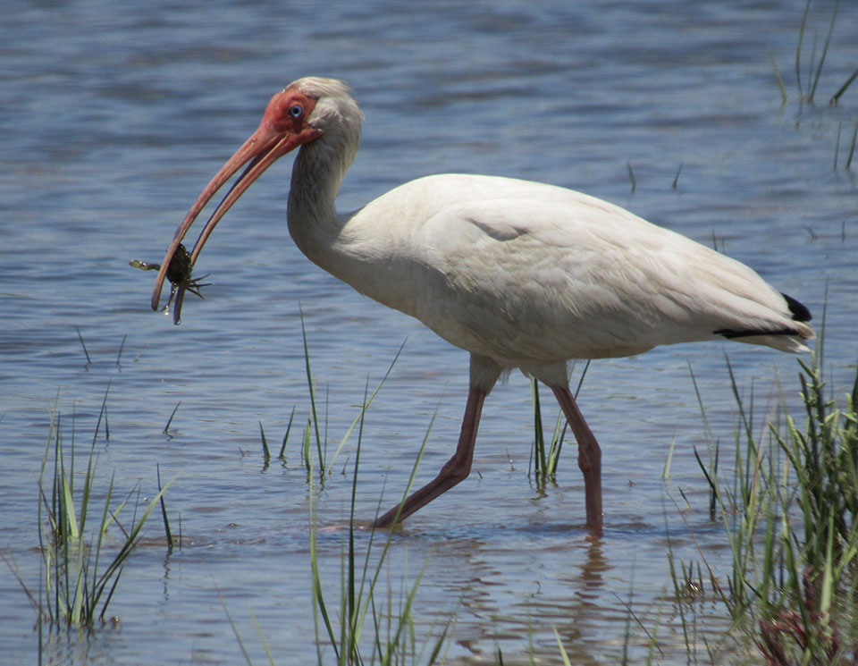 White Ibis by Steve Alexandere