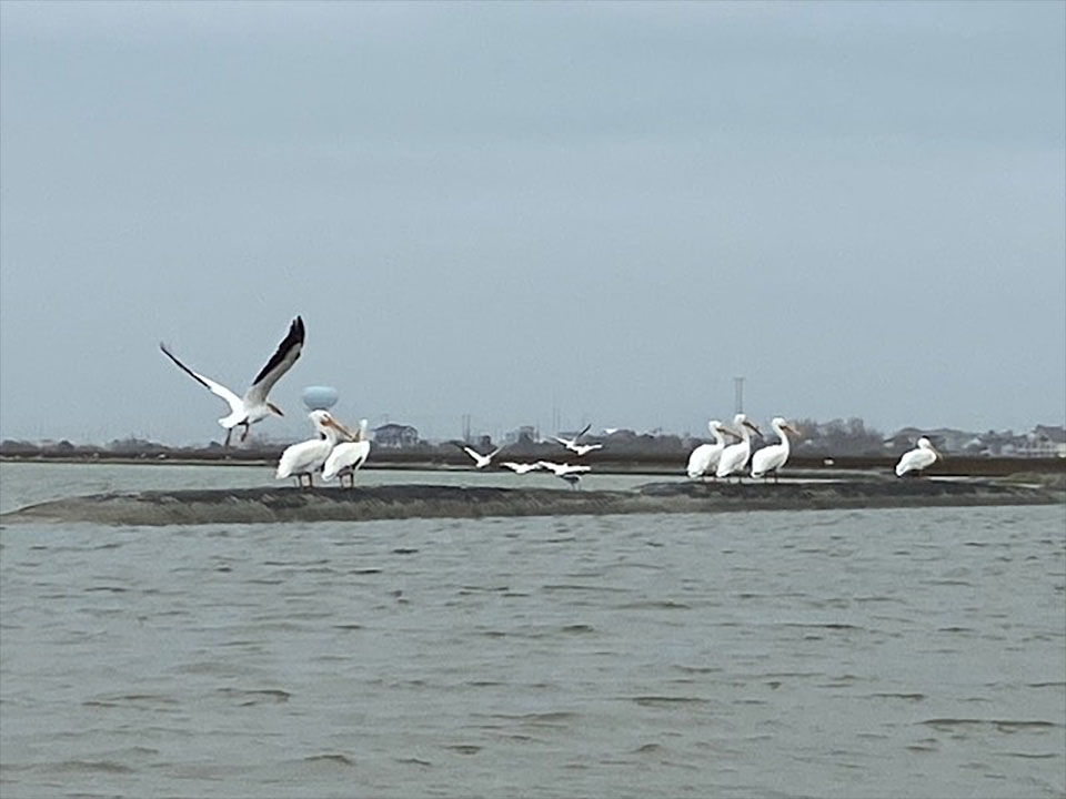 White Pelicans at Coastal Heritage Preserve