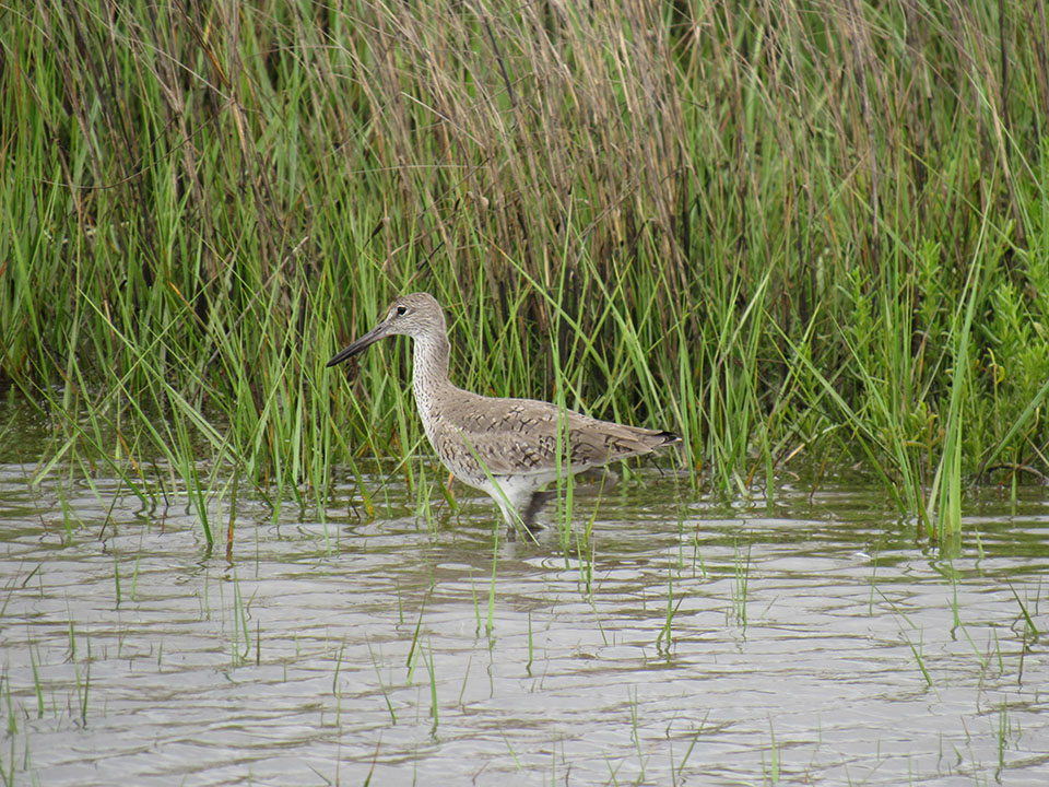 Willet by Steve Alexander