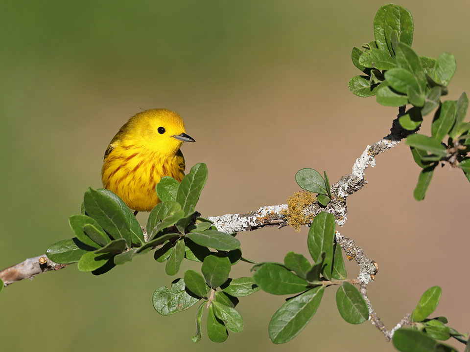 Yellow Warbler by Anthony Louviere