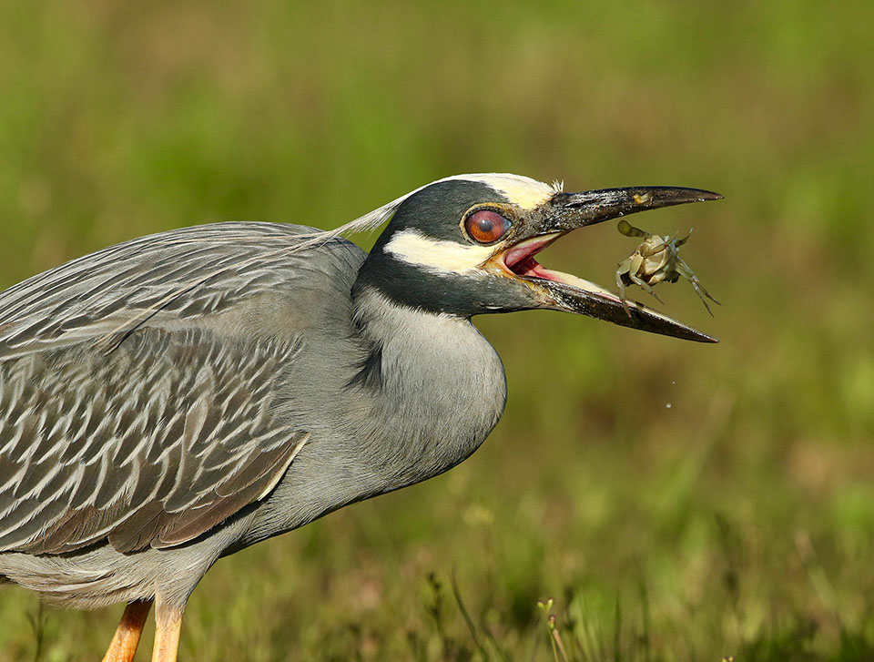 Yellow-crowned Night-Heron by Dan Lotan