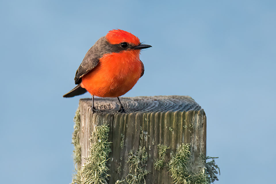 Vermilion Flycatcher by Mike Zarella