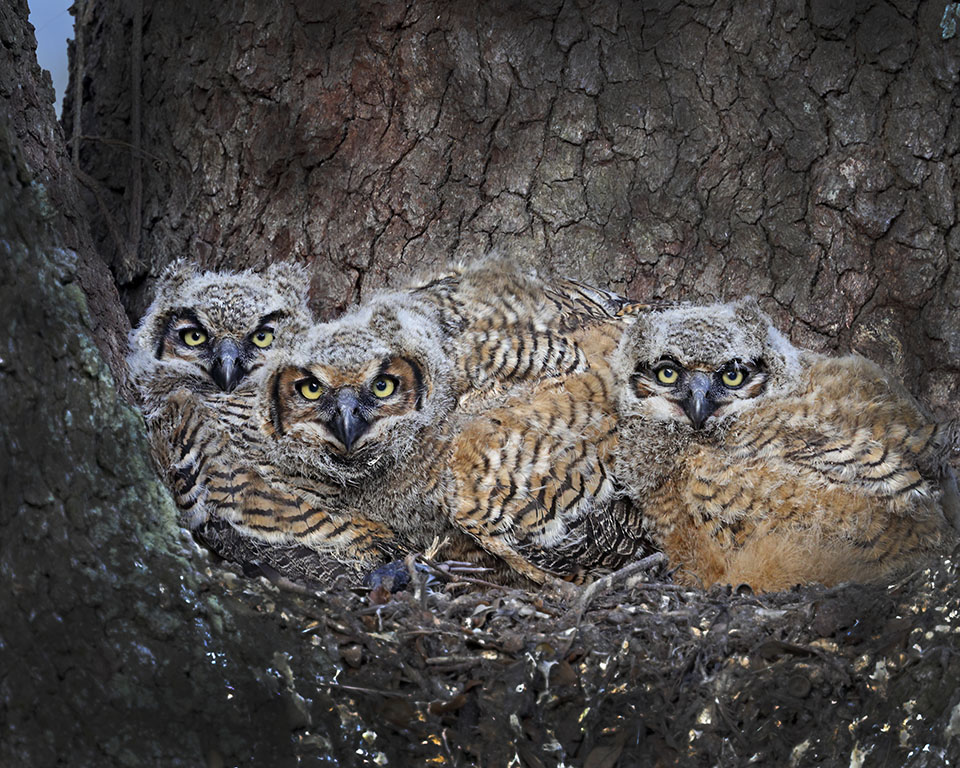 Great Horned Owls by John Phillips