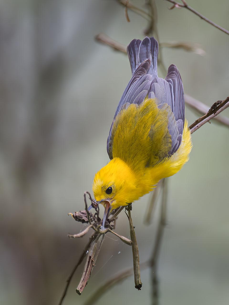 Prothonotary Warbler by Stephen Mayeux