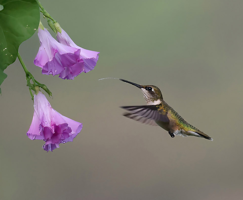 Ruby-throated Hummingbird by Dan Lotan
