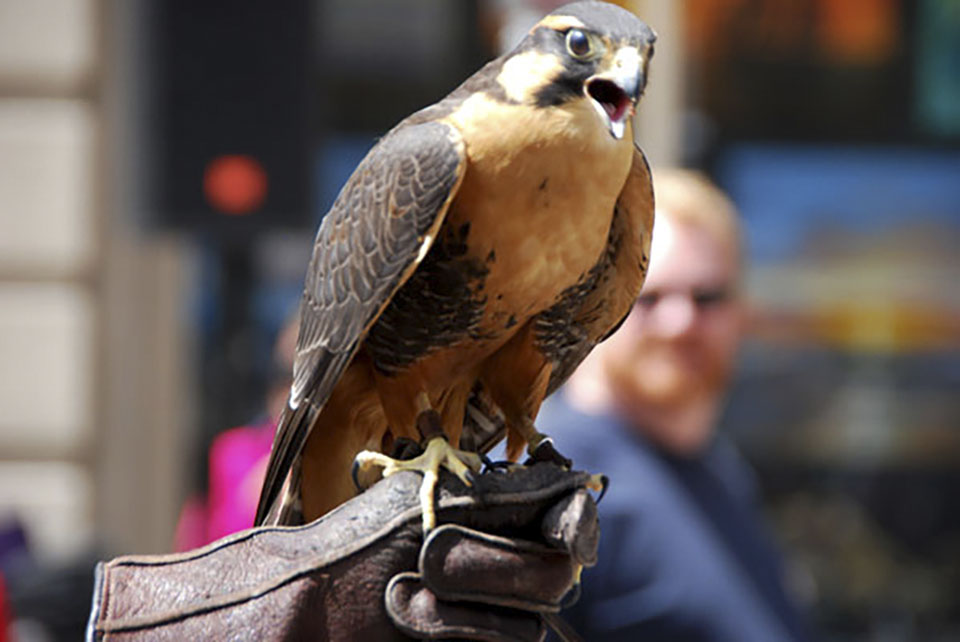 A Falcon on Perch