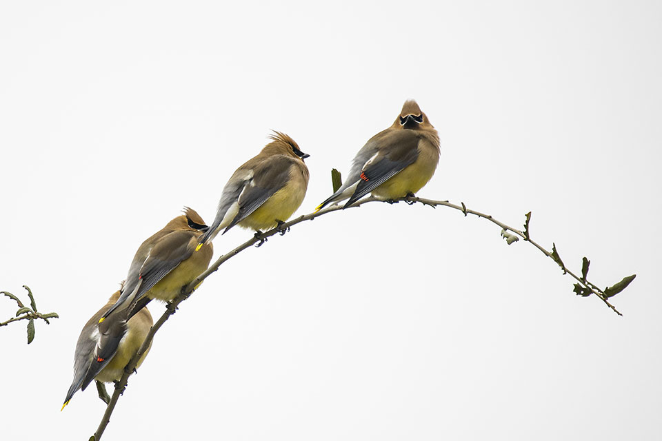 Cedar Waxwing by Mark Doing