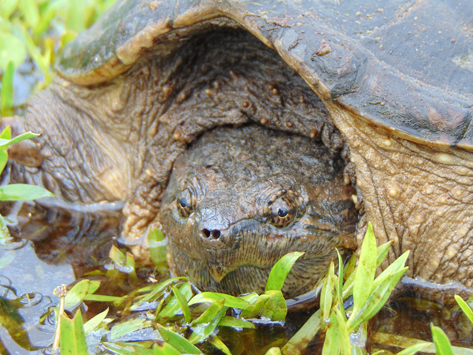 Common Snapping Turtle