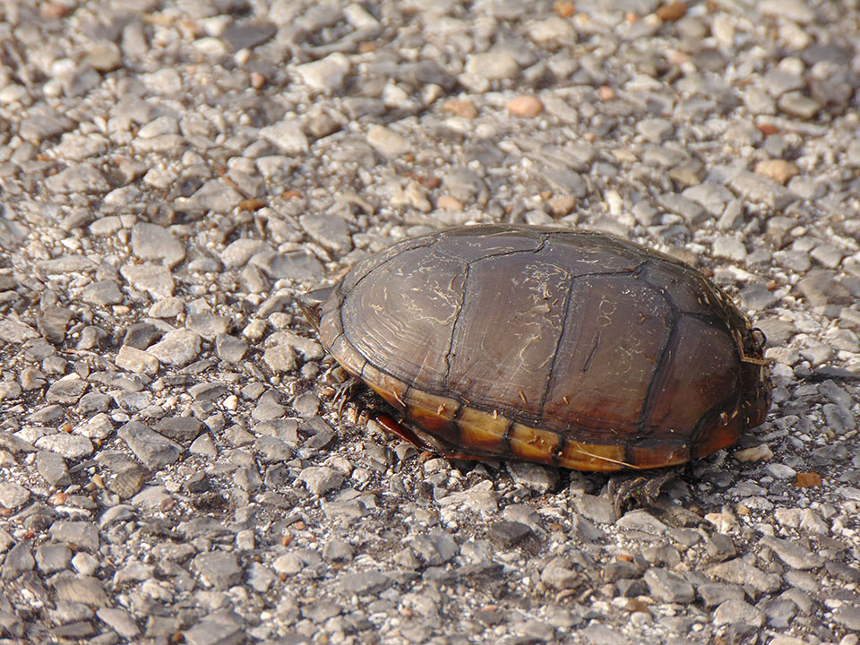 Eastern Mud Turtle