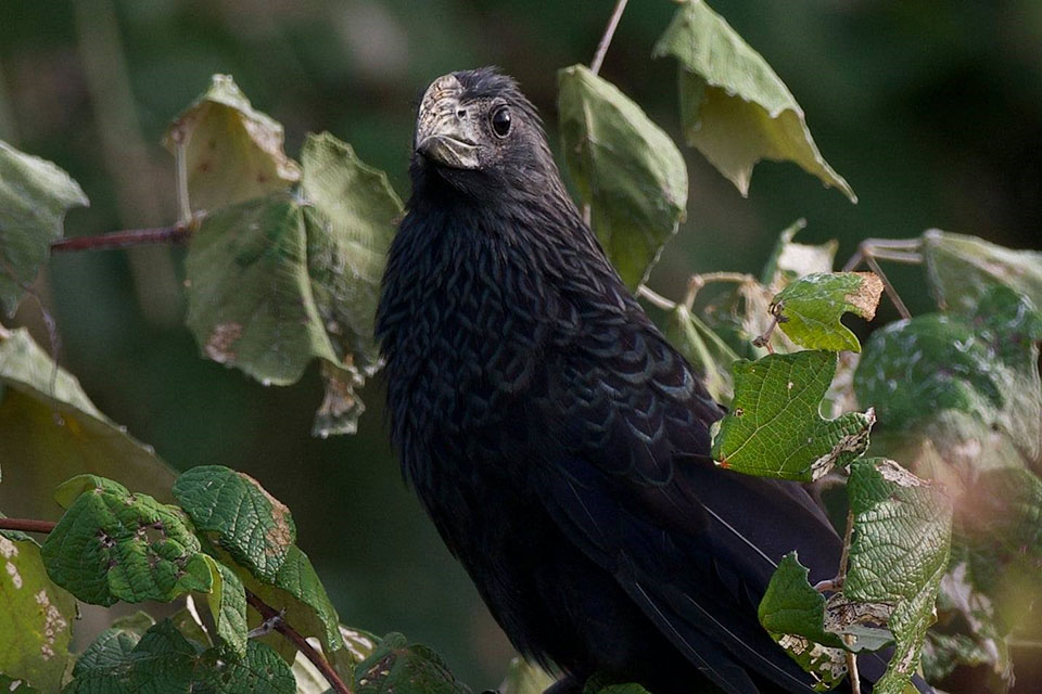 Groove-billed Ani Groove-billed Ani