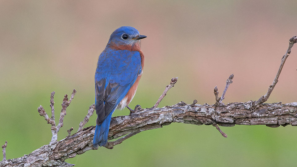 Eastern Bluebird by Karl Hoeffner