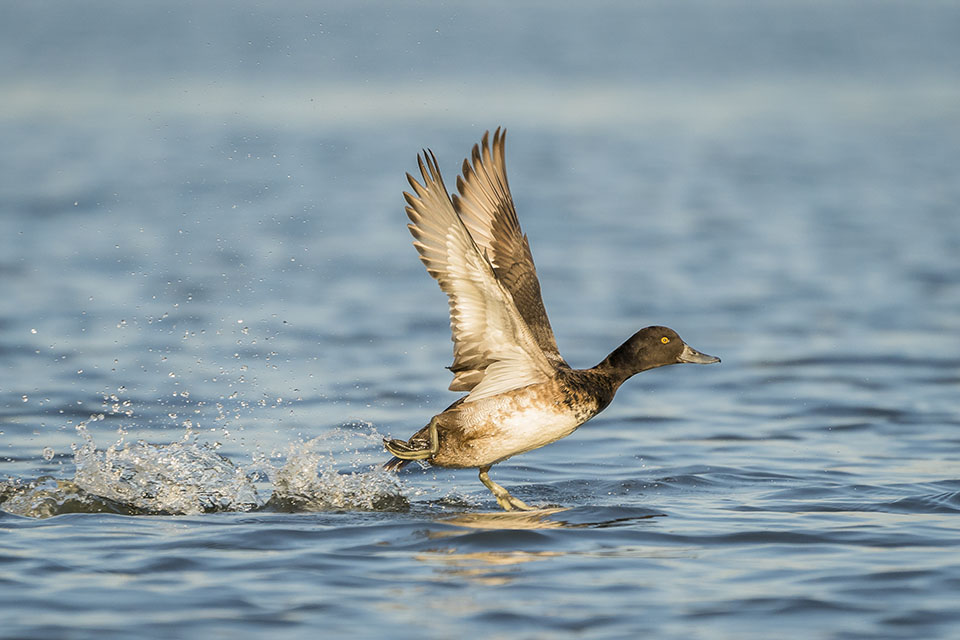 Lesser Scaup by Gary Seloff