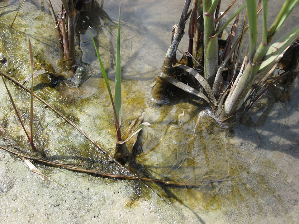 Mud Algae Among Cordgrasses