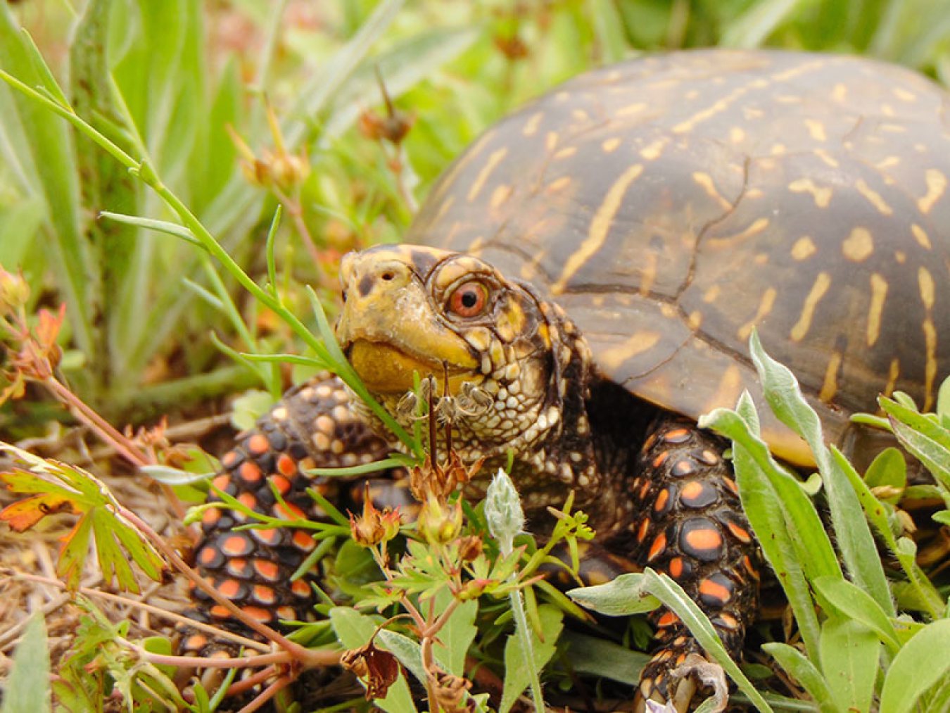 Ornate Box Turtle