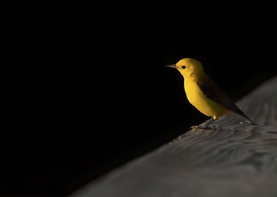 Prothonotary Warbler by Janaki Wallooppillai