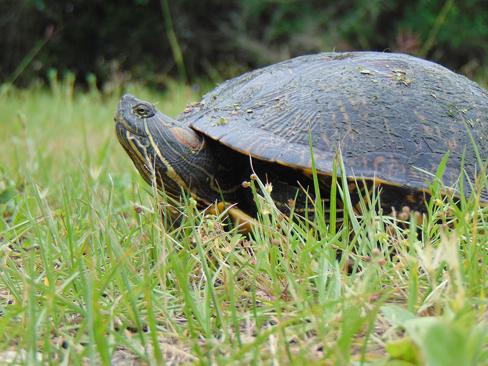 Red-eared Slider