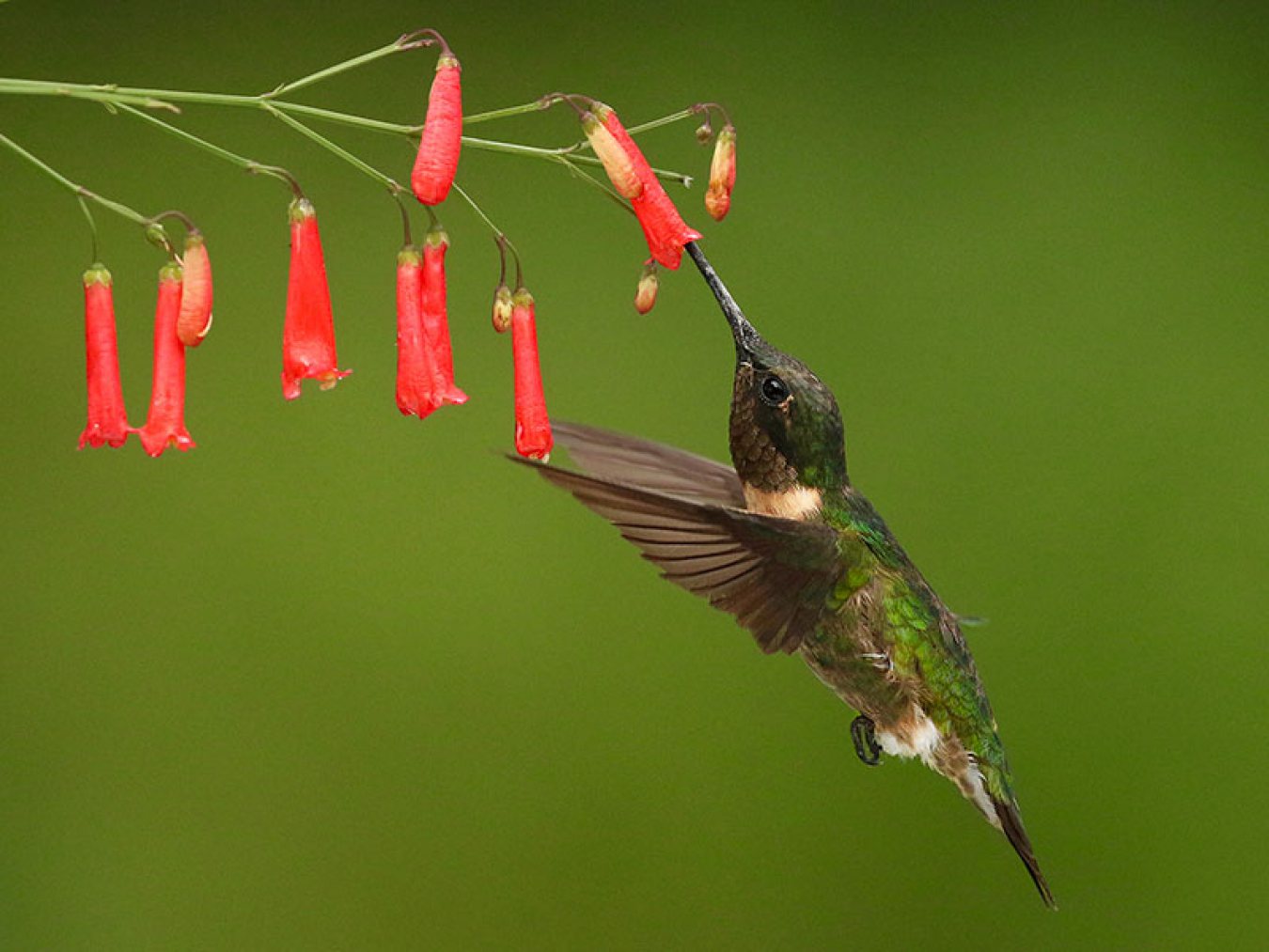 Ruby Throated Hummingbird by Dan Lotan