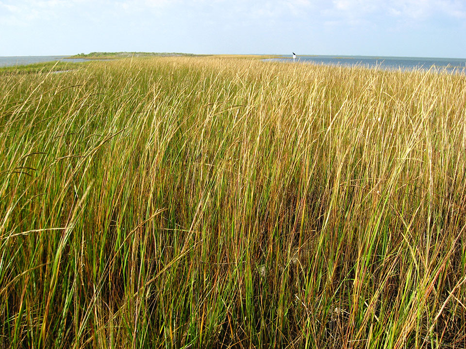 Salt Marsh Cordgrasses