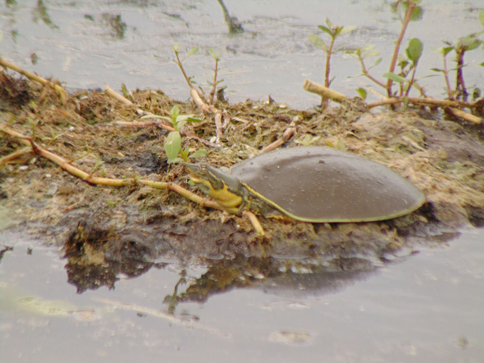 Spiny Softshell Turtle