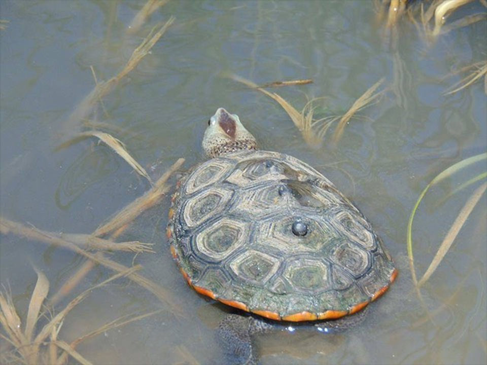 Texas Diamondback Terrapin