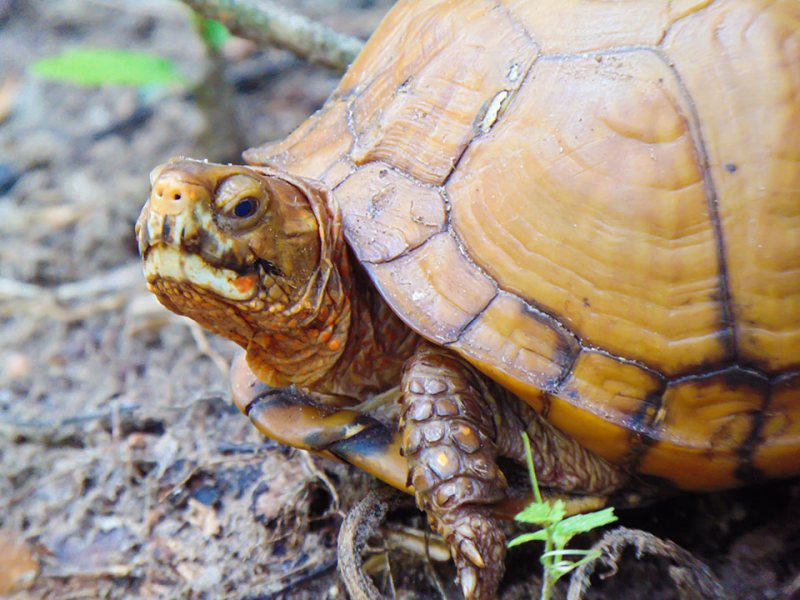 Protect Our Turtles! Galveston, TX