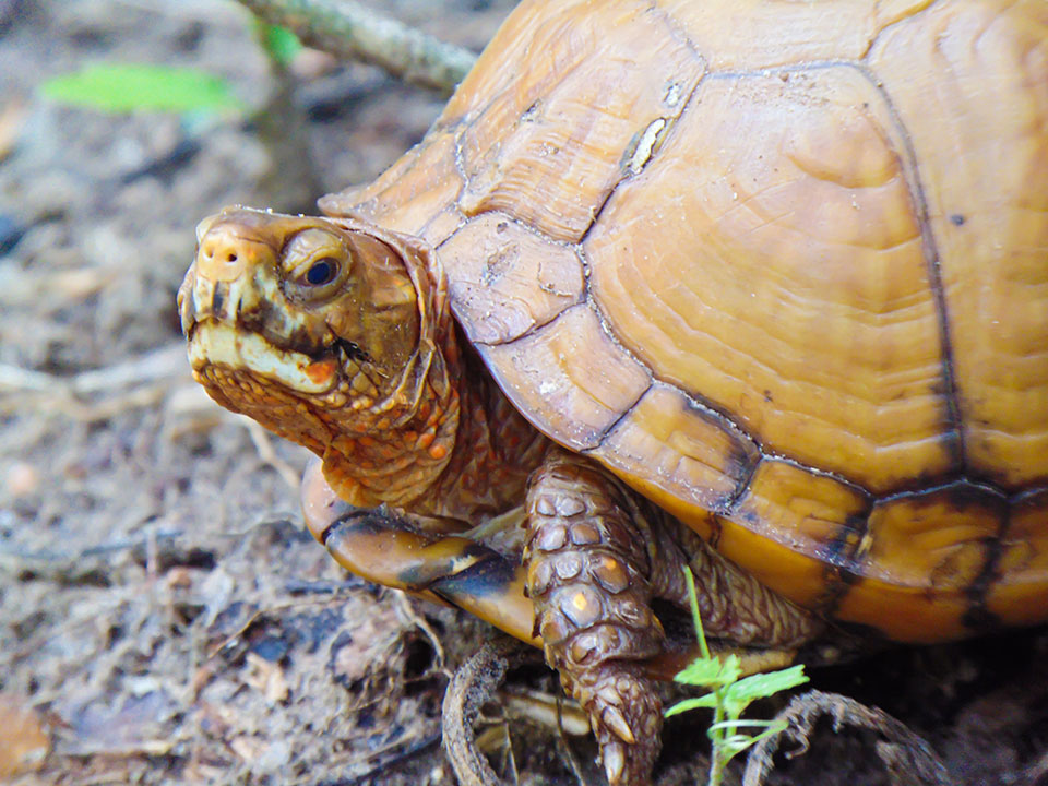 Three-toed Box Turtle