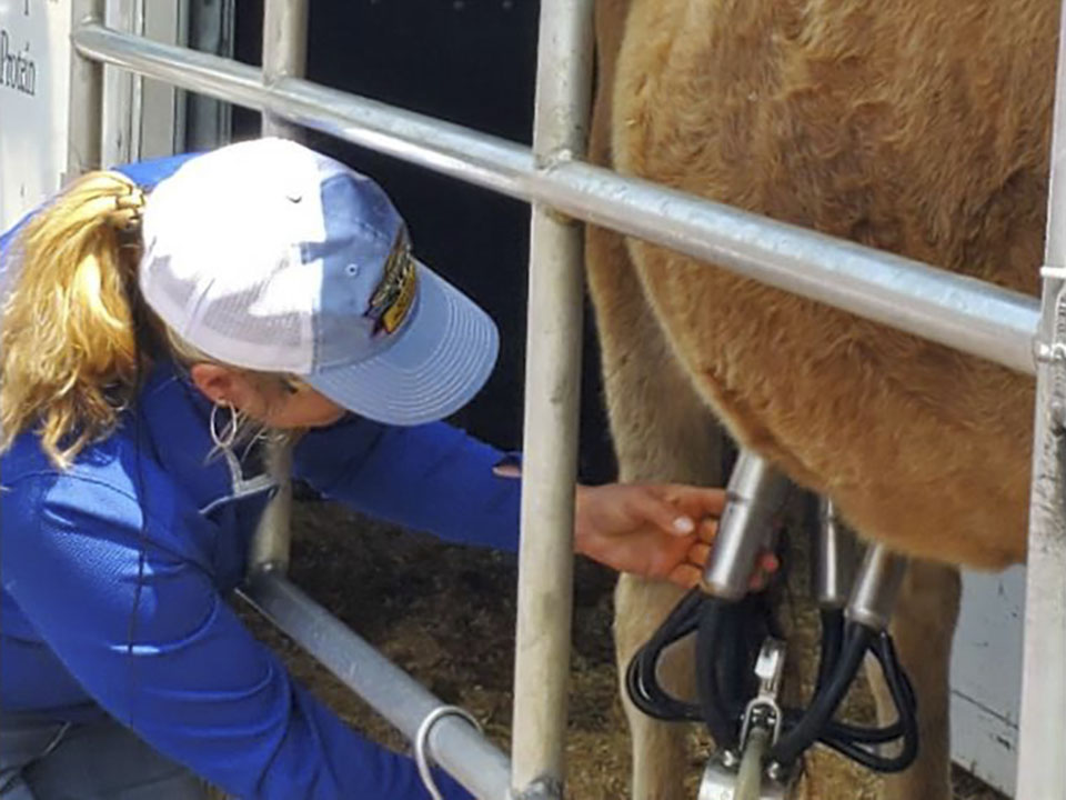 Woman Milking a Cow Woman Milking a Cow