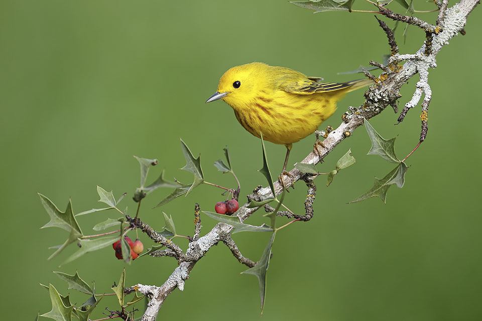 Yellow Warbler by Anthony Louviere