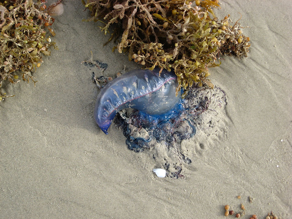 Portuguese man-o-war