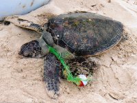 Green Sea Turtle Entangled in Fishing Line