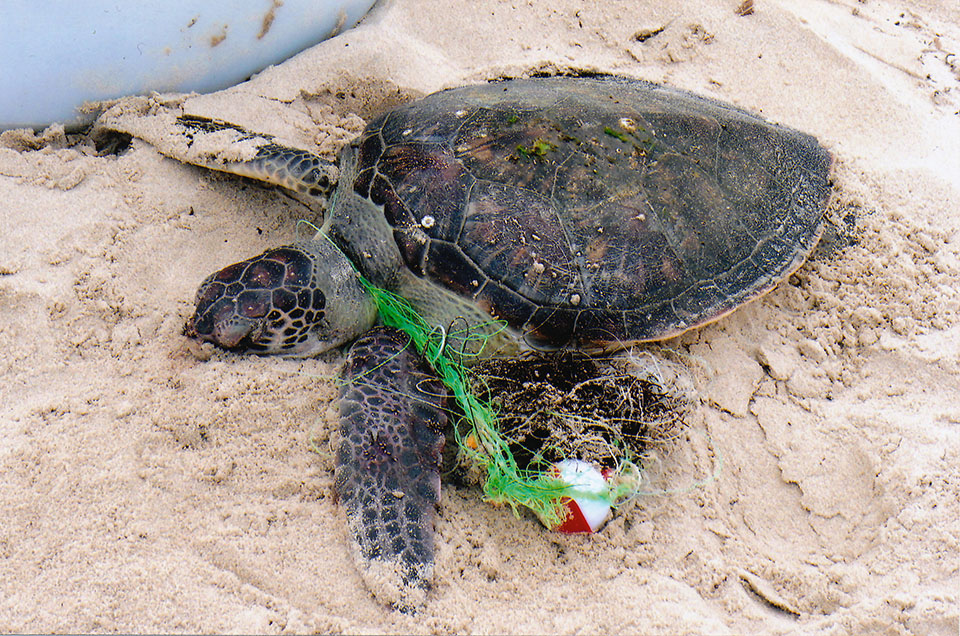 Green Sea Turtle Entangled in Fishing Line