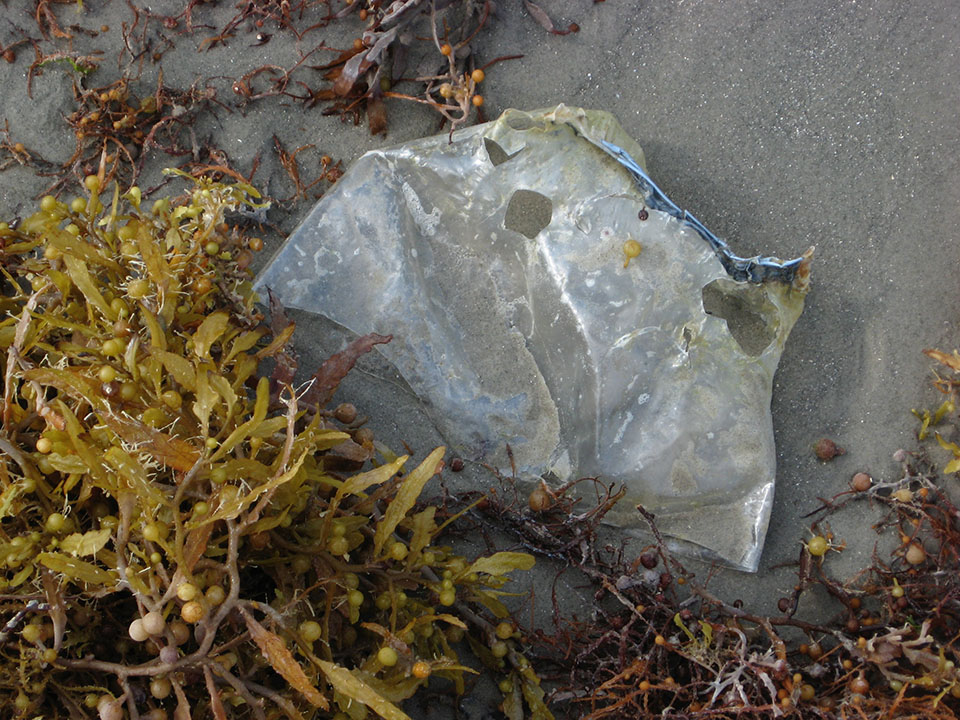 Sea Turtle Bites on Plastic Bag