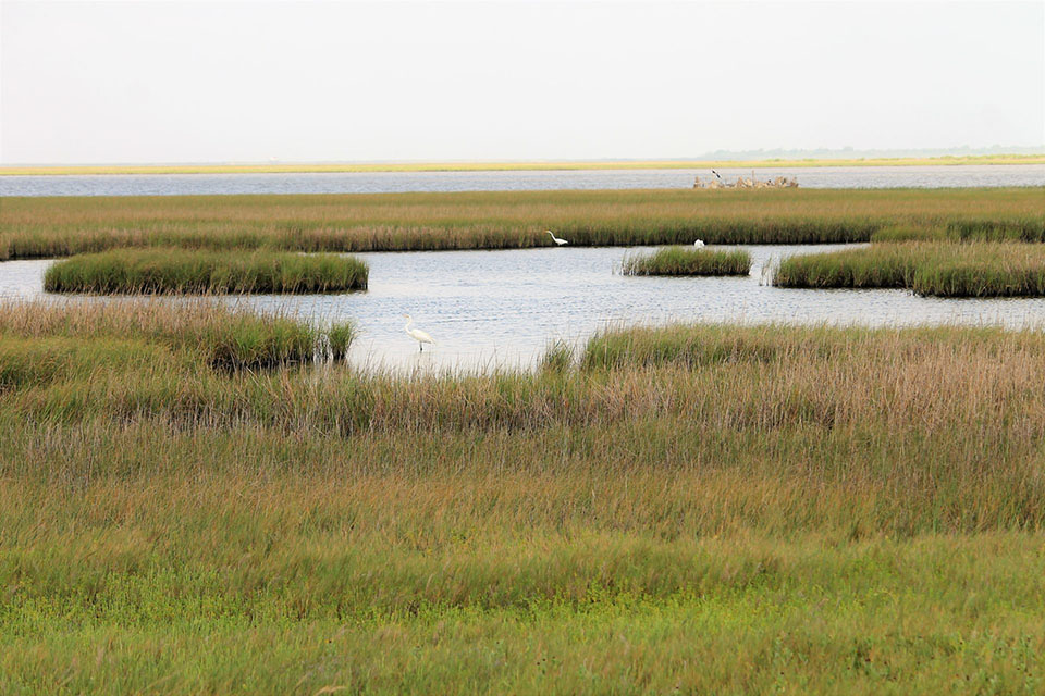 Chocolate Bay Preserve shoreline along coastal waterway