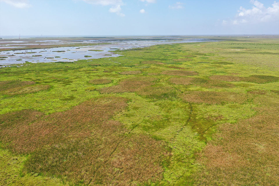 Freshwater and Brackish Marsh Complex at Chocolate Bay Preserve