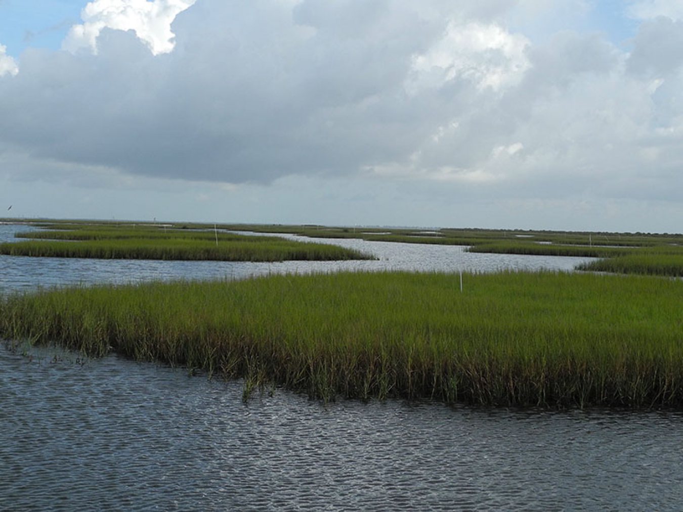 Restored Salt Marshes in Dalehite Cove